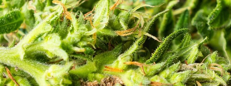 Qu'est-ce que les cristaux CBD