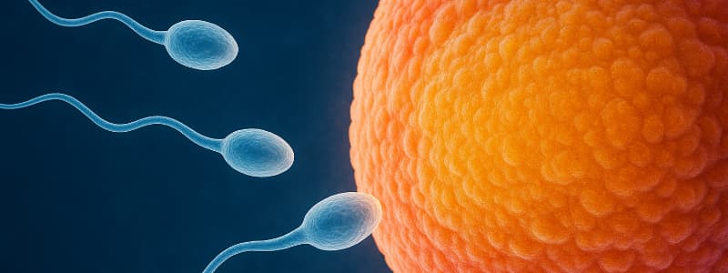 L'impact de la vape sur la fécondité masculine