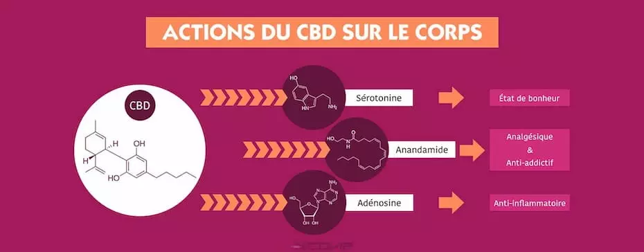 Comment agit le CBD sur le corps ?